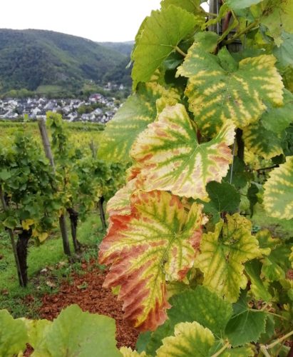 HerbstfarbenMosel08 06102025-008