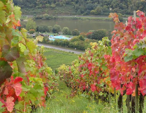 HerbstfarbenMosel08 06102025-009