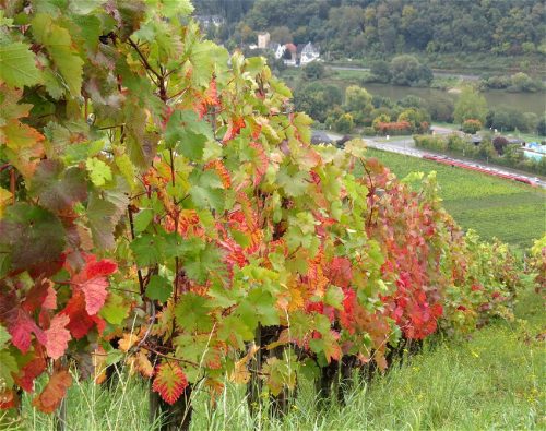 HerbstfarbenMosel08 06102025-010
