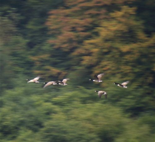HerbstfarbenMosel08 06102025-011