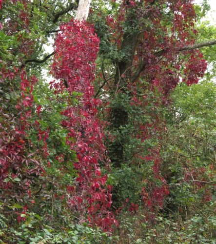 HerbstfarbenMosel08 06102025-012