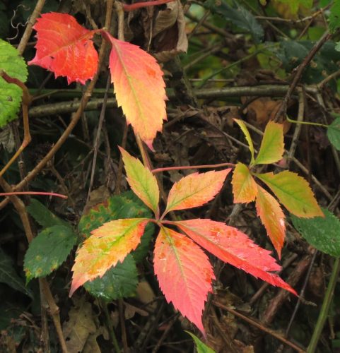 HerbstfarbenMosel08 06102025-015