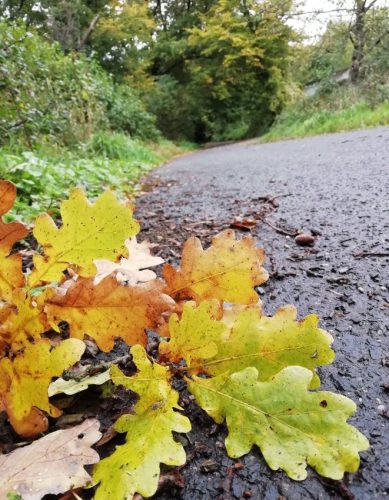 HerbstfarbenMosel08 06102025-016