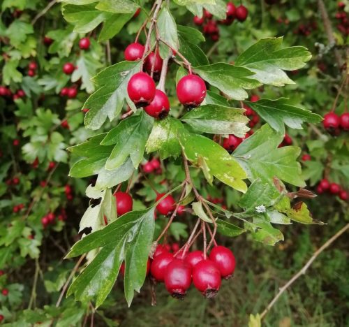 HerbstfarbenMosel08 06102025-017