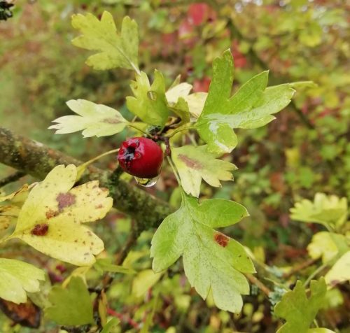 HerbstfarbenMosel08 06102025-018
