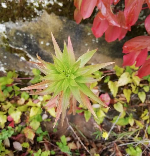 HerbstfarbenMosel08 06102025-019