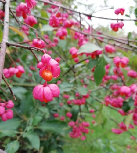 HerbstfarbenMosel08 06102025-020