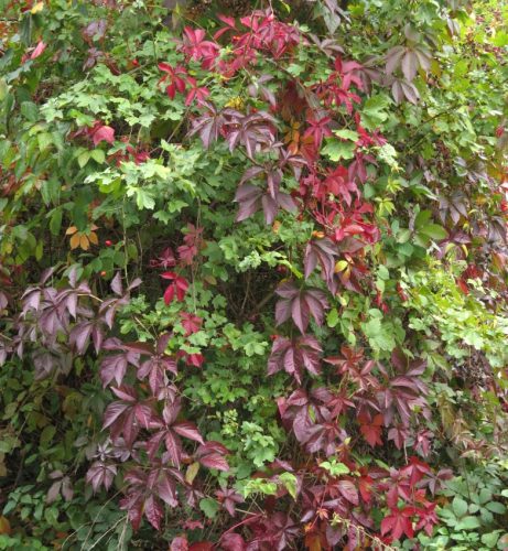 HerbstfarbenMosel08 06102025-021