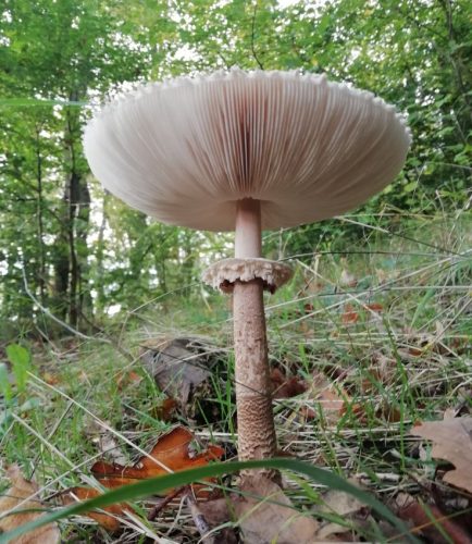 HerbstfarbenMosel09 09102025-002