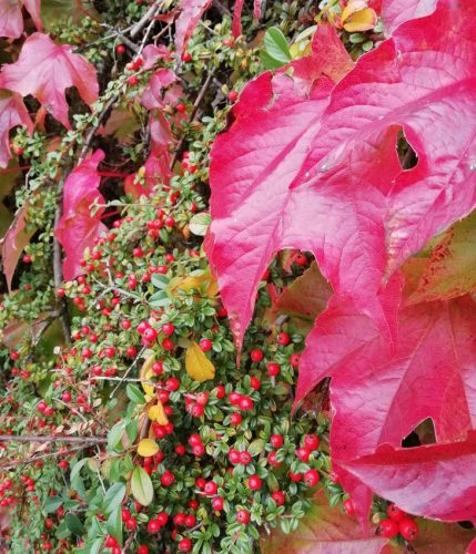 HerbstfarbenMosel11 12102025-003