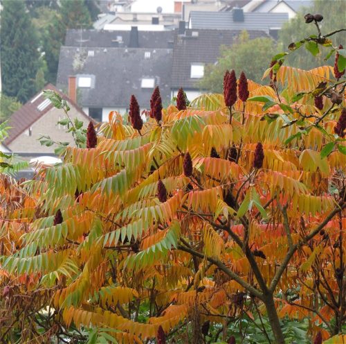 HerbstfarbenMosel11 12102025-004