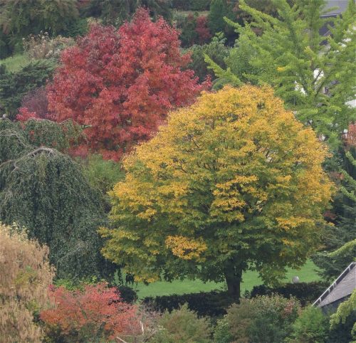 HerbstfarbenMosel11 12102025-009