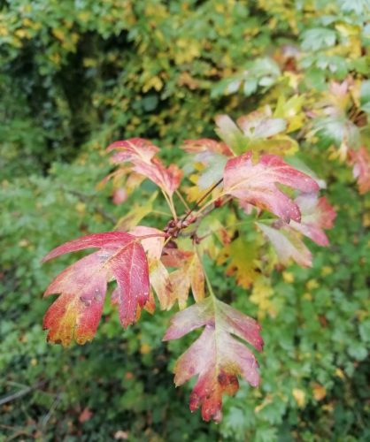 HerbstfarbenMosel11 12102025-010