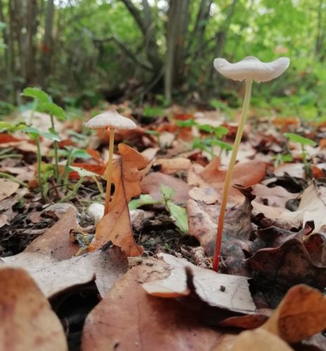 HerbstfarbenMosel11 12102025-011