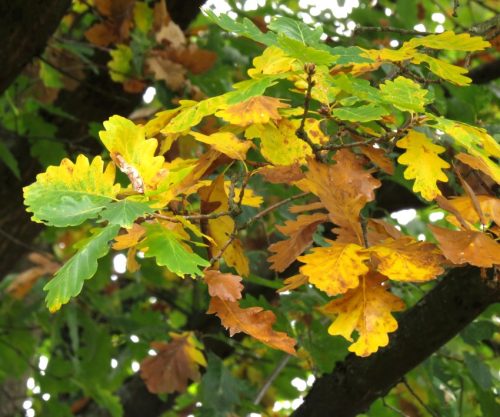 HerbstfarbenMosel11 12102025-012