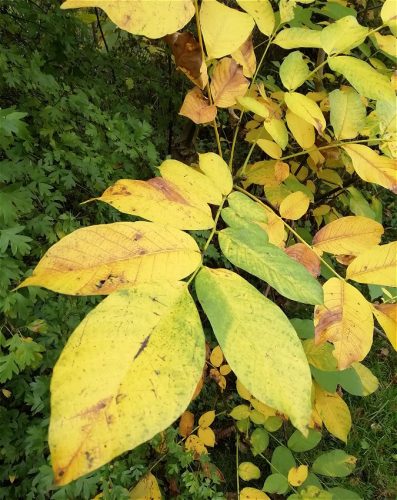 HerbstfarbenMosel11 12102025-014