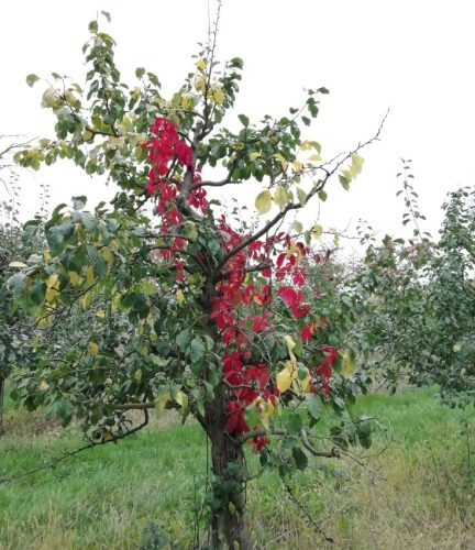 HerbstfarbenMosel11 12102025-015