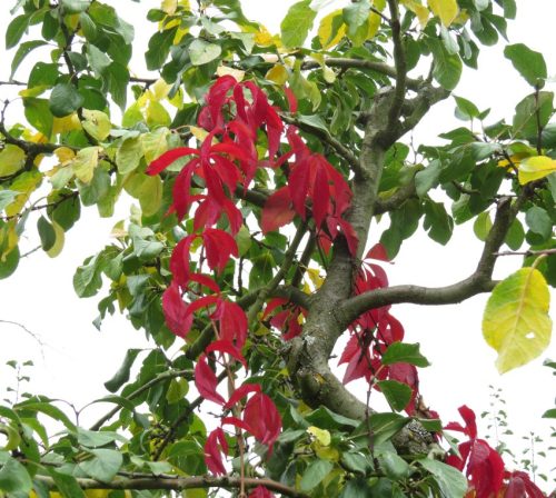 HerbstfarbenMosel11 12102025-016