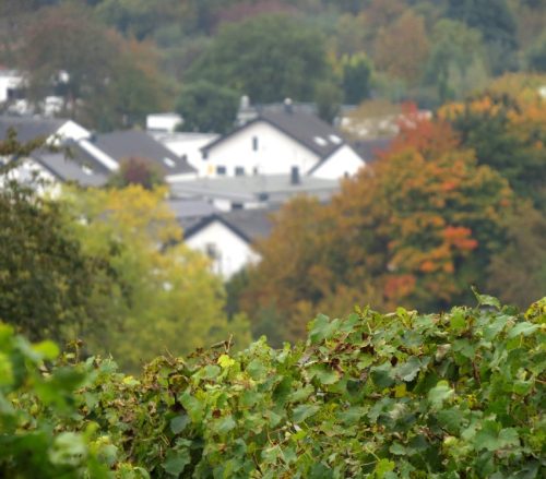 HerbstfarbenMosel11 12102025-018