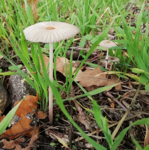 HerbstfarbenMosel11 12102025-019