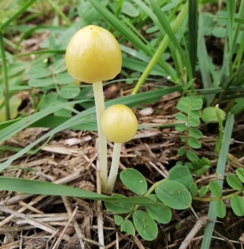 HerbstfarbenMosel11 12102025-021