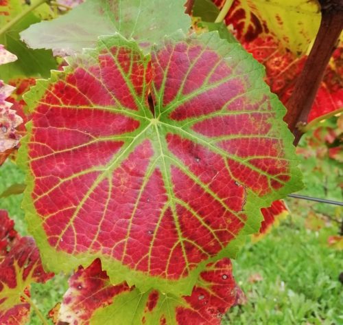 HerbstfarbenMosel11 12102025-026