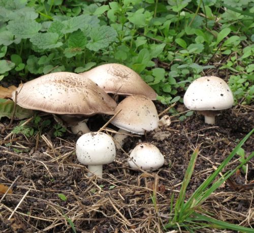 HerbstfarbenMosel11 12102025-027