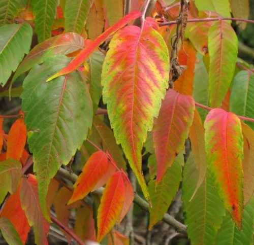 HerbstfarbenMosel11 12102025-028