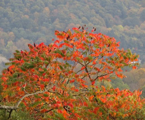 HerbstfarbenMosel12 14102025-004