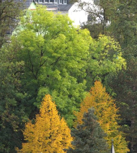 HerbstfarbenMosel12 14102025-007