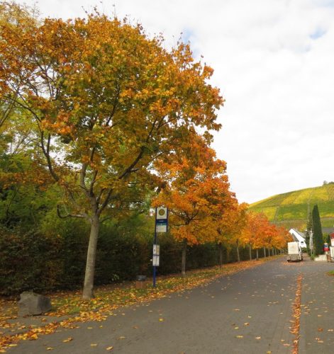 HerbstfarbenMosel13 18102025-001