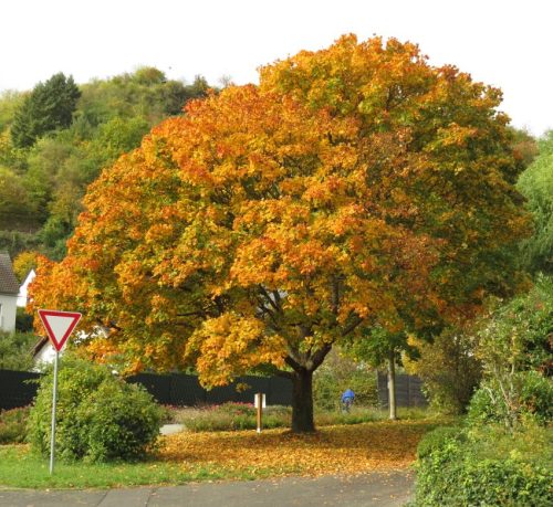 HerbstfarbenMosel13 18102025-002