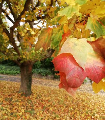 HerbstfarbenMosel13 18102025-004