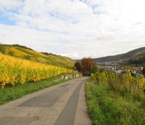 HerbstfarbenMosel13 18102025-007