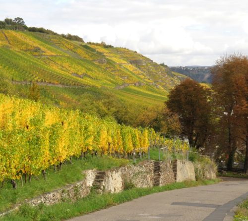HerbstfarbenMosel13 18102025-008