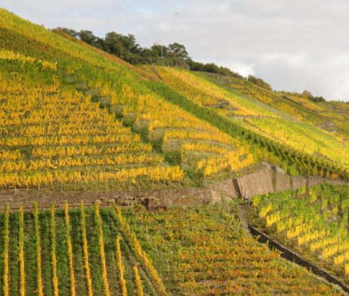 HerbstfarbenMosel13 18102025-013