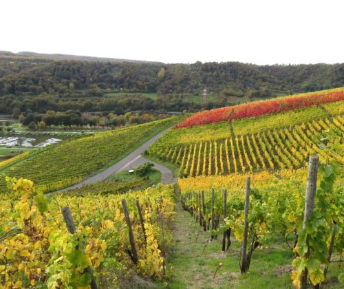 HerbstfarbenMosel13 18102025-030