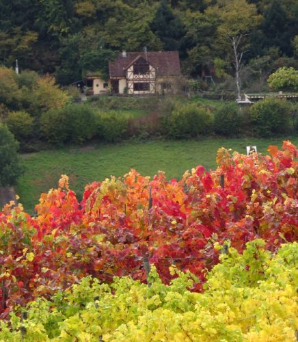 HerbstfarbenMosel13 18102025-032