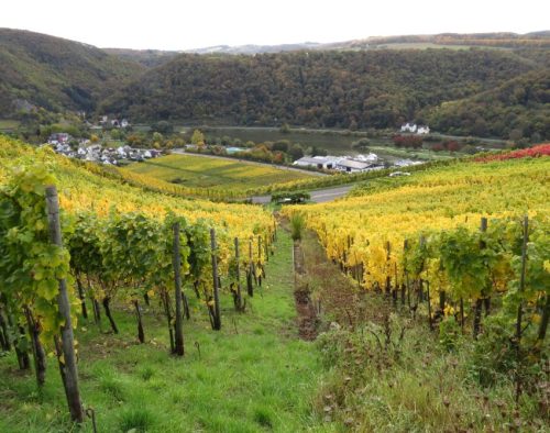 HerbstfarbenMosel13 18102025-033