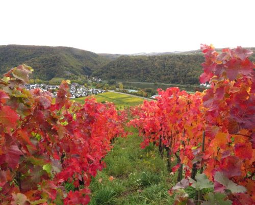 HerbstfarbenMosel13 18102025-035