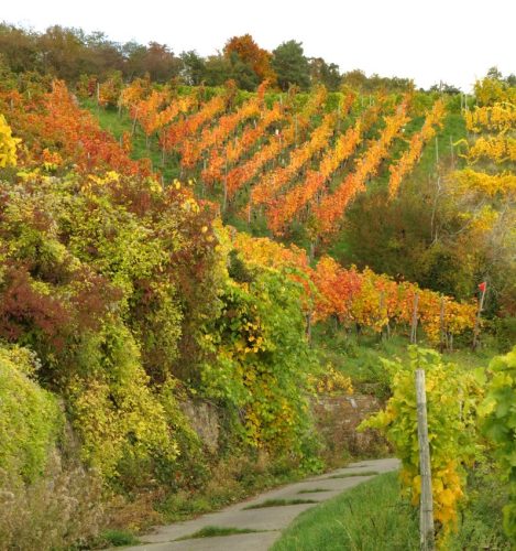 HerbstfarbenMosel13 18102025-036