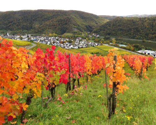 HerbstfarbenMosel13 18102025-037