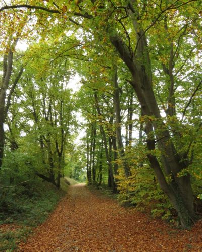 HerbstfarbenMosel13 18102025-038