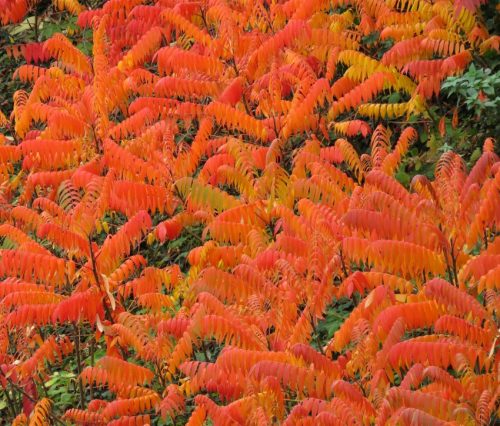 HerbstfarbenMosel13 18102025-055