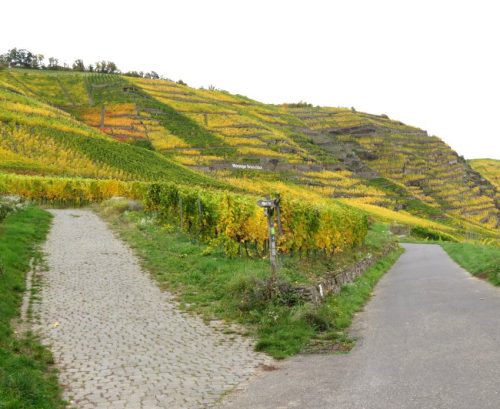 HerbstfarbenMosel14 19102025-004