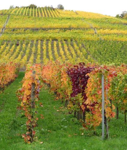 HerbstfarbenMosel14 19102025-005