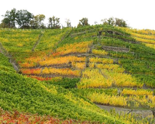 HerbstfarbenMosel14 19102025-006