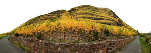 HerbstfarbenMosel14 19102025-008