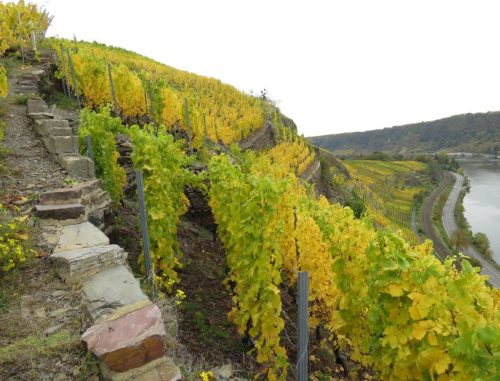 HerbstfarbenMosel14 19102025-011