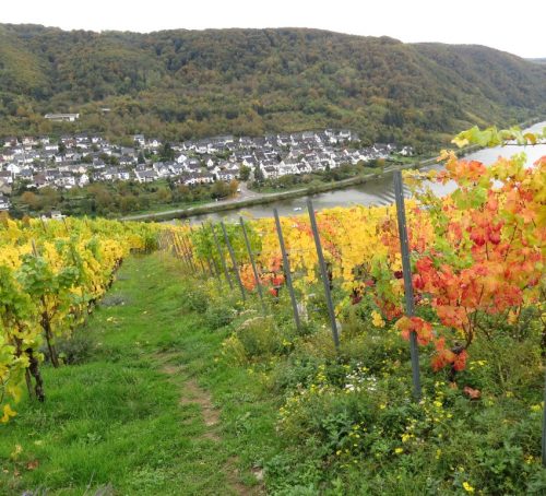 HerbstfarbenMosel14 19102025-015